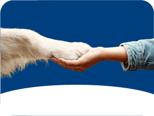 Rescate animal